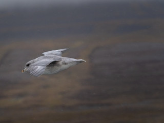 Svalbard Northern Fulmar (Fulmarus glacialis) flying along Spitsbergen coast. Svalbard, Norway