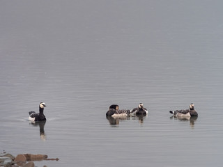 Group off Barnacle goose in arctic. Svalbard, Norway