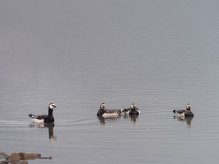 Group off Barnacle goose in arctic. Svalbard, Norway
