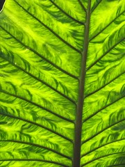 Macro feuille alocasia texture de nervure végétale transparence
