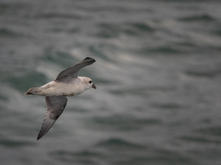 Svalbard Northern Fulmar (Fulmarus glacialis) flying over the arctic sea. Svalbard, Norway