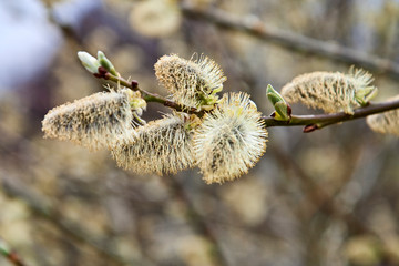 Closeup on Willow Catkin