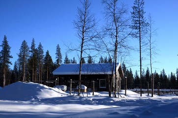 Forêt lapone entre Kittila et Levi (Finlande)