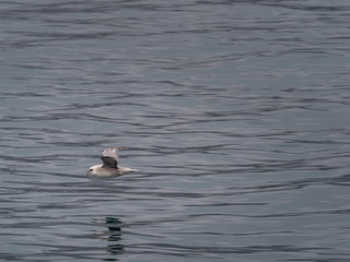 Svalbard Northern Fulmar (Fulmarus glacialis) flying over the arctic sea. Svalbard, Norway