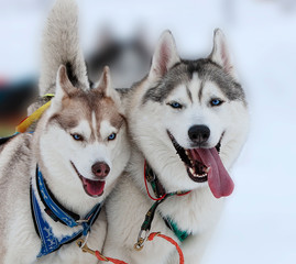 Two husky (Malamutes) dogs in snow on competition