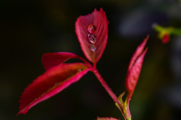 Macro water droplets resting on a rose leaf on an early spring morning. 