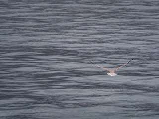 Svalbard Northern Fulmar (Fulmarus glacialis) flying over the arctic sea. Svalbard, Norway