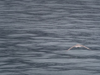 Svalbard Northern Fulmar (Fulmarus glacialis) flying over the arctic sea. Svalbard, Norway