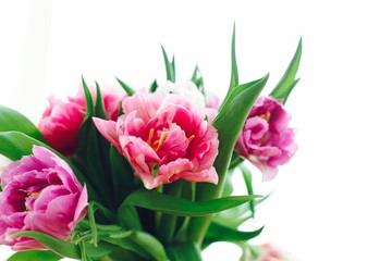 Beautiful pink and purple tulips in soft light. Double peony tulips isolated on white with copy space. Colorful flowers for holiday. Happy mothers day. International women's day. Hello Spring