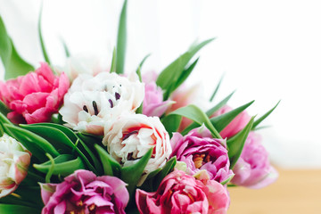 Beautiful double peony tulips in light. Colorful pink and purple tulips on white with copy space. Happy mothers day. International women's day. Hello Spring. Greeting card mockup