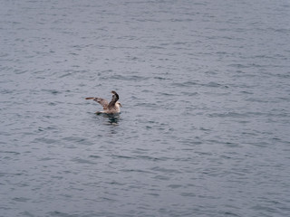 Svalbard Northern Fulmar (Fulmarus glacialis) flying over the arctic sea. Svalbard, Norway