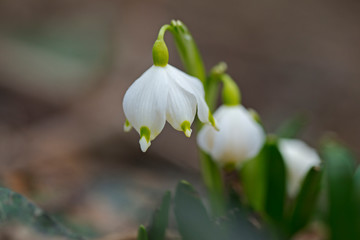 Spring flower of Leucojum vernum. Spring snowflake, Leucojum vernum, with white and yellow flower growing in ground covered with dark soil and dry leaves, blurry brown background, fragile plant. 