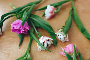 Beautiful double peony tulips on wooden table. Colorful pink and purple tulips, stylish floral pattern. Happy mothers day. International women's day. Hello Spring. Greeting card