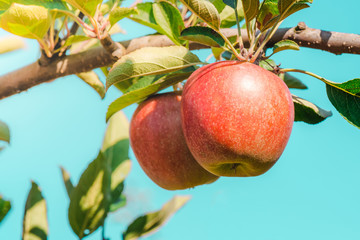 Abstract nature red apple in the garden.