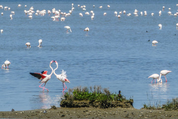 Po Delta Saline di Comacchio Flamingo