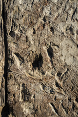 bark of a tree