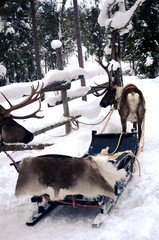 Laponie finlandaise : Ferme de rennes dans la campagne aux alentours de Levi