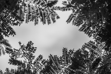 Green leaves frame with dramatic sky background and middle copy space for text. Nature frame of green leave branches on cloudy sky background. Frame of green leaves in the forest against the blue sky.