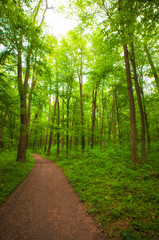 Fototapeta premium Beautiful morning green forest