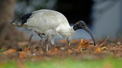 Oiseau Ibis blanc à tête noire et rouge en train de chercher de la nourriture dans un parc de Sydney en Australie.
