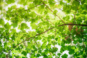 Closeup nature green leaf on blurred background with copy space, ecology concept.