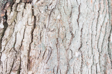 Tree bark. Copy space. Place for text and design
