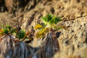 Palm trees in the mountains tilt-shift effect