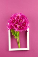 Flower card. Flower frame. pink rhododendron flower on a  fuchsia background.top view,copy...