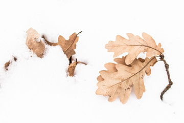 Fototapeta premium Dry oak leaves on the white snow. Copy space. Place for text