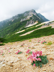 高山植物の花【コマクサと燕岳】