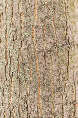 Tree bark. Copy space. Place for text and design