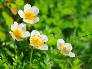 高山の花【チングルマ】