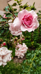 Dangerous beauty of a rose.