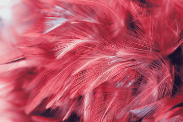 Chicken feathers in soft and blur style for the background, abstract art