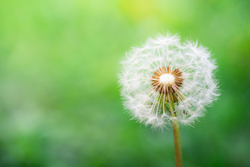 Soft Dandelion Seed Head on Green Blurred Background