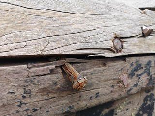 Rusty nails in the old boards stock photo