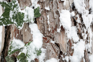 Close-up of snow covered frozen green ivy plant leaves growing up a pine tree trunk. Weather and changing seasons concept