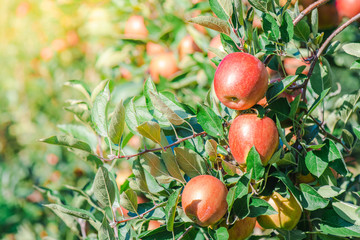Abstract nature red apple in the garden. 