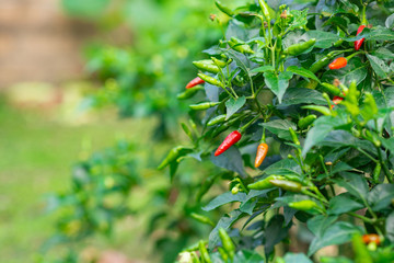 Close-up of Chilli tree in the garden.