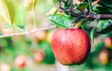 Abstract nature red apple in the garden. 