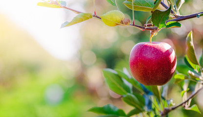 Abstract nature red apple in the garden. 