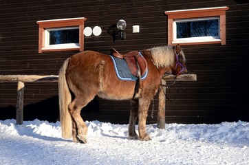 Course en traineau tiré par un cheval scandinave (Levi- Laponie finlandaise)