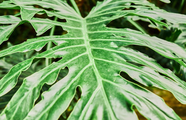 Colorful tropical palm leaves. Close-up.