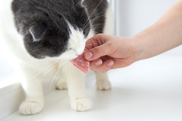 The owner gives the cat a slice of sausage in the shape of a heart