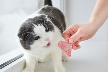The owner gives the cat a slice of sausage in the shape of a heart