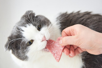 The owner gives the cat a slice of sausage in the shape of a heart