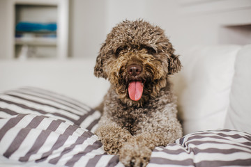 .Young brown spanish water dog resting on the white sofa of his house over a striped pillow. Lying, relaxed and carefree. Dogfriendly. Lifestyle..