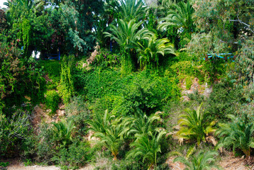 a small hill full of palm trees called the palm bay. it is found in the centre of Sisi on the island Crete in Greece.