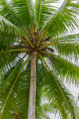 Obraz premium palm tree leaves