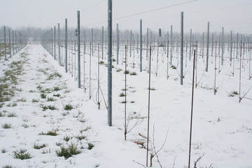 New italian vineyard covered by snow in winter season